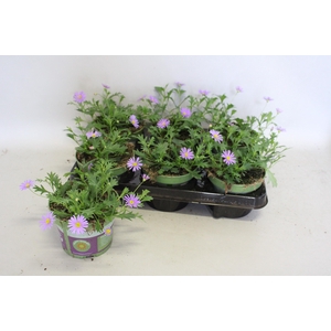 Brachyscome brasco Violet