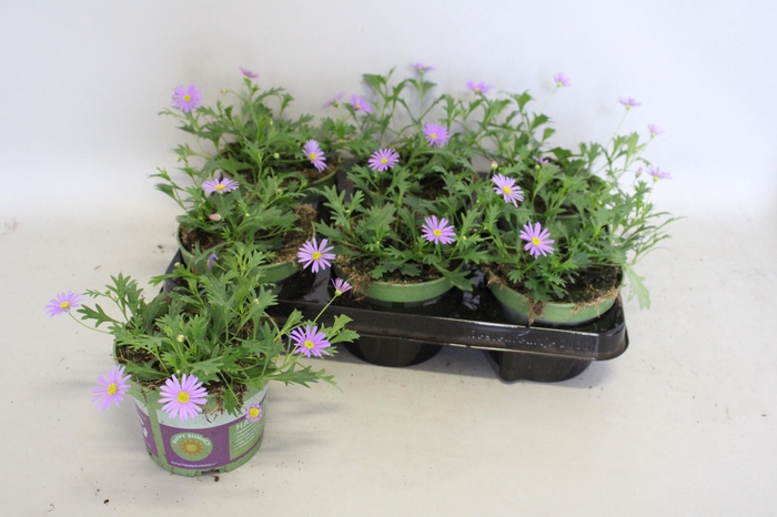 <h4>Brachyscome brasco Violet</h4>