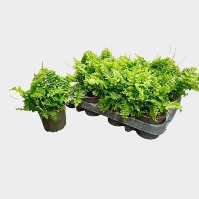 arr8 Nephr Ex Green Momen