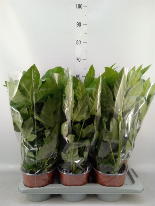 <h4>Fatsia japonica   ...</h4>