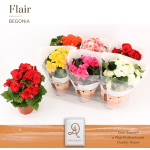 Begonia Elatior Grp dubbelbloemig gemengd