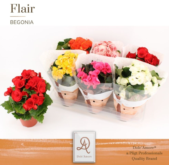 <h4>Begonia Elatior Grp dubbelbloemig gemengd</h4>