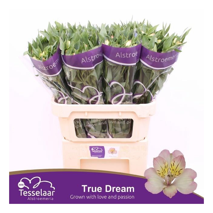 <h4>Alstr True Dream</h4>