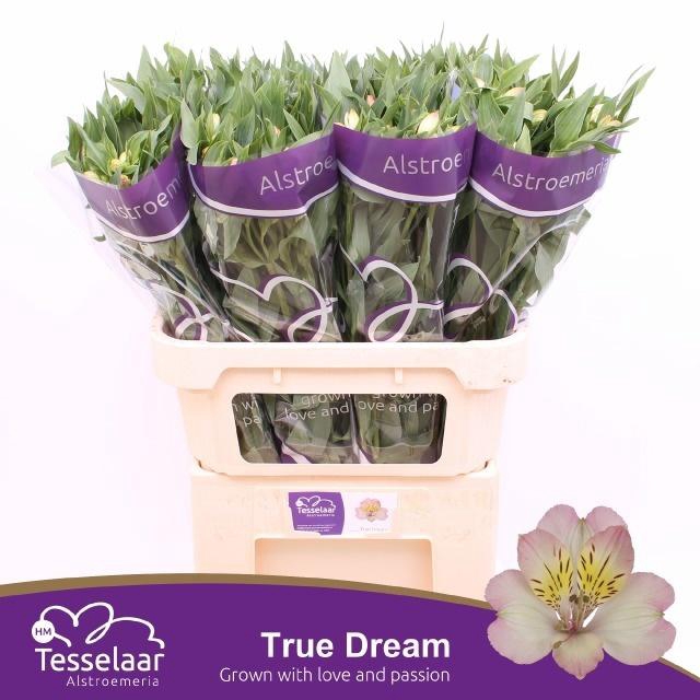 <h4>ALSTR TRUE DREAM</h4>