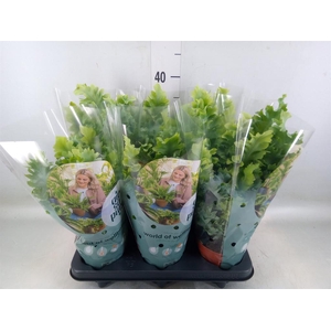 Phlebodium aureum 'Davana'