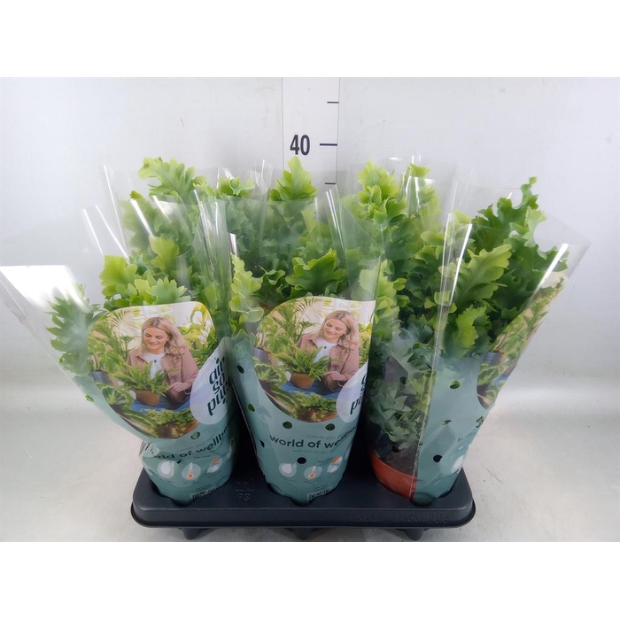 <h4>Phlebodium aureum 'Davana'</h4>