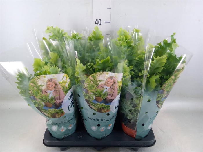 <h4>Phlebodium aureum 'Davana'</h4>