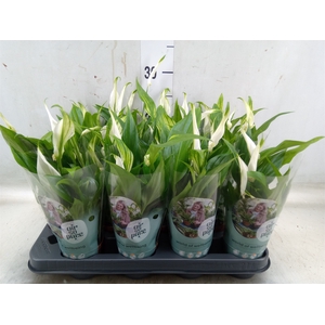 Spathiphyllum  'Pearl Cupido'