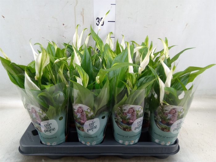 <h4>Spathiphyllum  'Pearl Cupido'</h4>