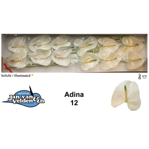 Anthurium adina