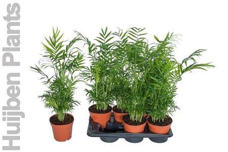 <h4>Chamaed Elegans 25pp</h4>