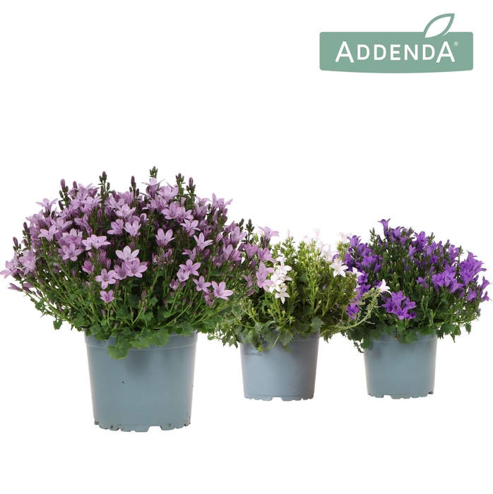 <h4>Campanula Addenda Ambella mix</h4>