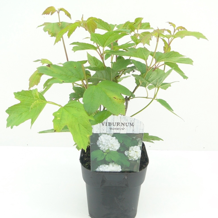 Viburnum opulus Roseum C2