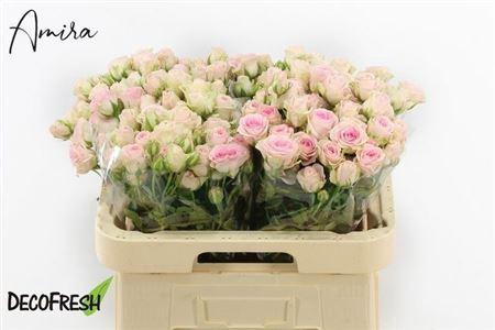 <h4>R Tr Good Mood</h4>