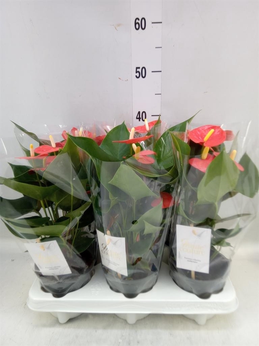 <h4>Anthurium andr. 'FC Cinemato'</h4>