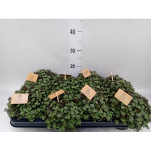 Callisia repens 'Turtle'