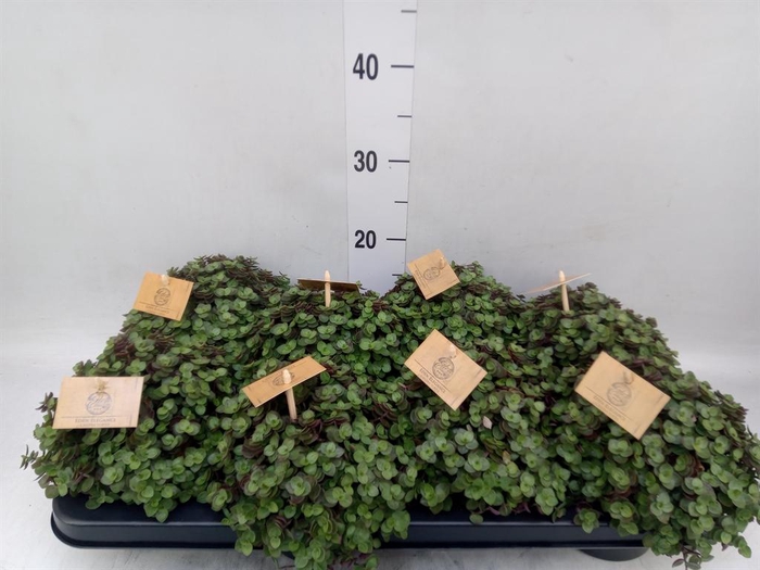 <h4>Callisia repens 'Turtle'</h4>