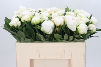 <h4>Paeonia Madame Claude Tain</h4>
