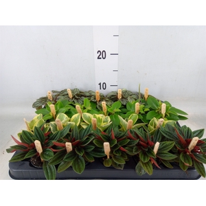 Peperomia   ...mix