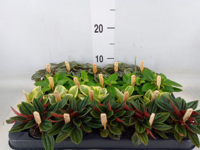 <h4>Peperomia   ...mix</h4>