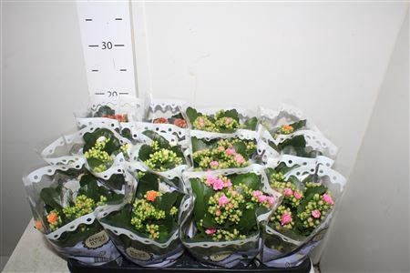 <h4>Kal Ge Gem 5 Kl</h4>