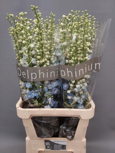 <h4>DELPH DU SUNNY SKIES</h4>