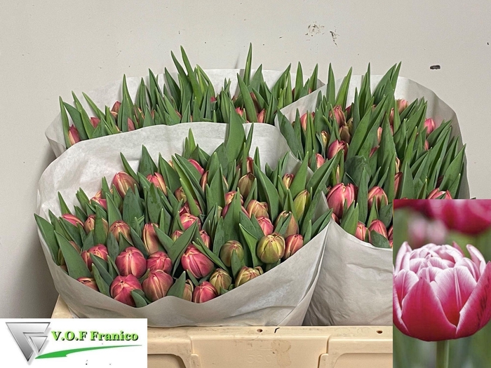 <h4>TU DU COLUMBUS</h4>