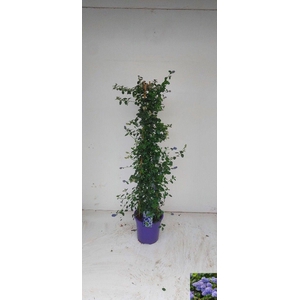 CEAN TH REPENS