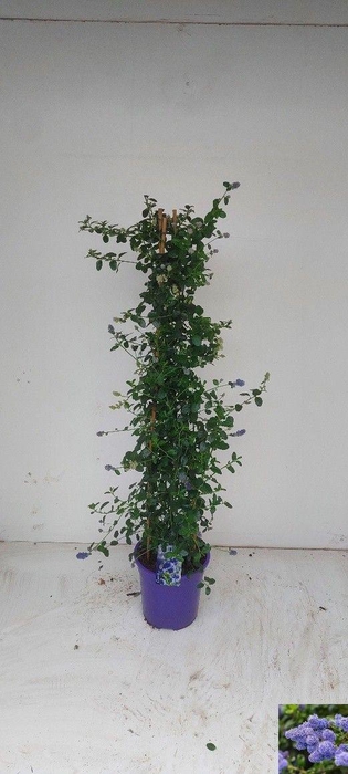 <h4>CEAN TH REPENS</h4>