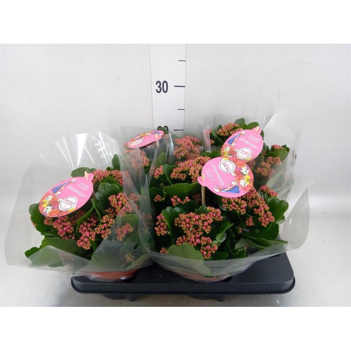 <h4>Kalanchoe blos. 'Gardenlina'  ..mix</h4>