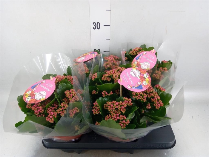 Kalanchoe blos. 'Gardenlina'  ..mix