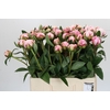 Paeonia Sarah Bernhardt