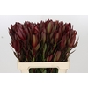 Leucadendron Saf Sunset Dark R.Spray