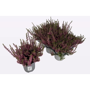 CALLU WIBOS ROT
