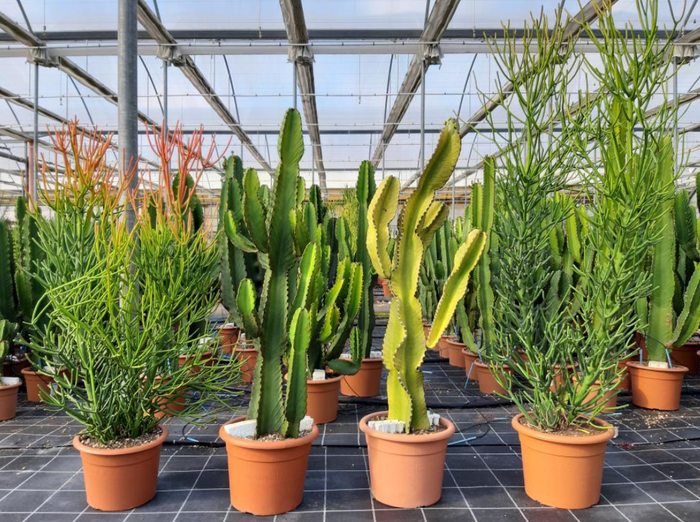 <h4>Euphorbia overig</h4>