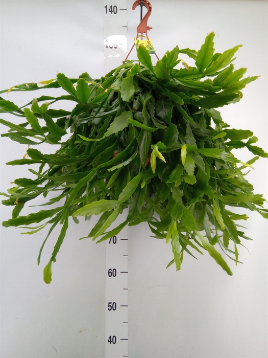 <h4>Rhipsalis   ...</h4>