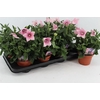 Platycodon Pink