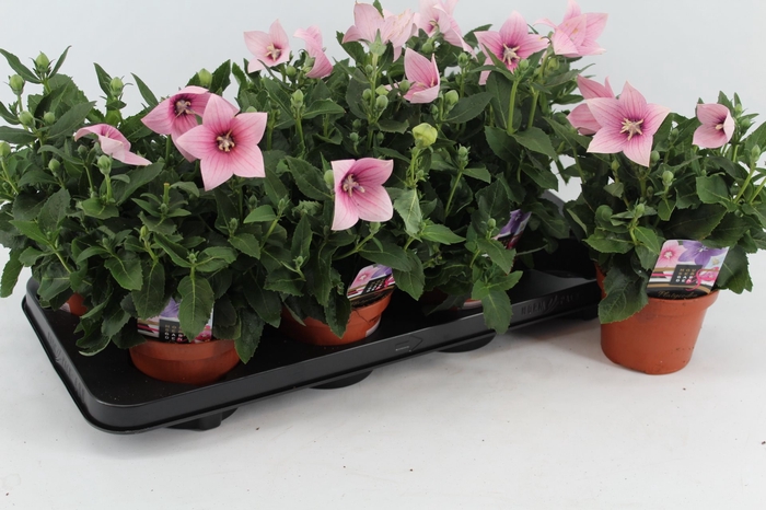 Platycodon Pink
