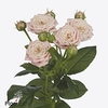 Rosa spray peach yo-yo