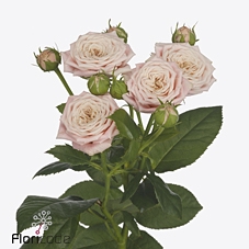 Rosa spray peach yo-yo