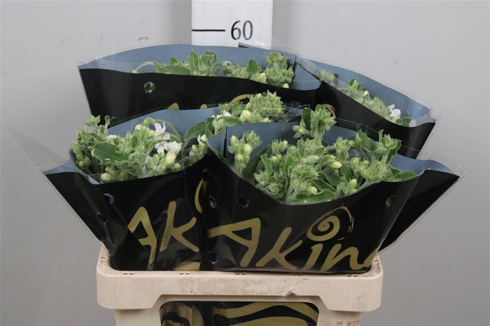 <h4>Oxy Co Br Grace</h4>