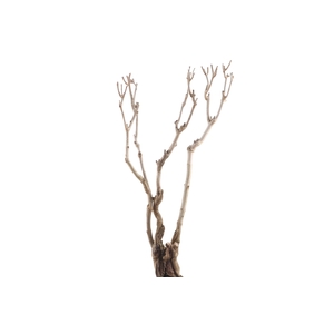 Syringa Branch Super Clementi