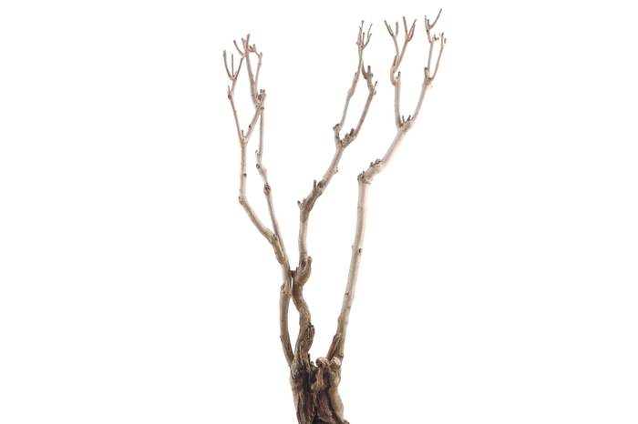<h4>Syringa Branch Super Clementi</h4>