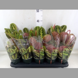 Maranta leuc. 'Fascinator'