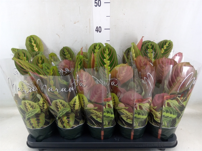 <h4>Maranta leuc. 'Fascinator'</h4>