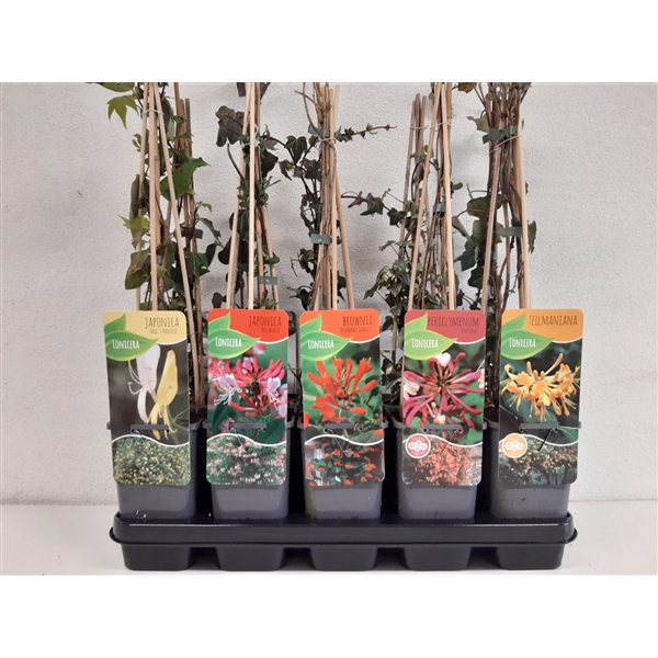 <h4>Lonicera mix</h4>