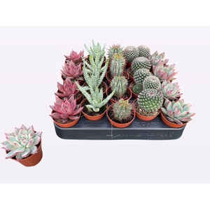 CACTUS + SUCCU GEM