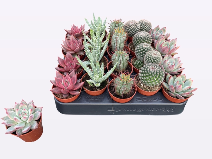 <h4>CACTUS + SUCCU GEM</h4>