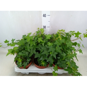 Hedera helix 'Pittsburgh'
