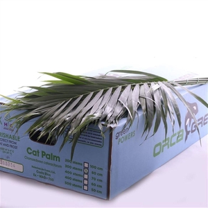 Catpalm